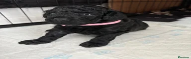Toy Poodle Puppy 1