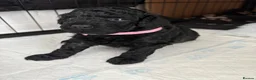 Toy Poodle dogs for sale: Beautiful Toy Poodles - Ready to reserve now - Advert 4