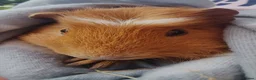 Guinea Pig rodents for sale: 2 Guinea Pigs With Large Cage & Accessories in Wednesbury - Advert 3