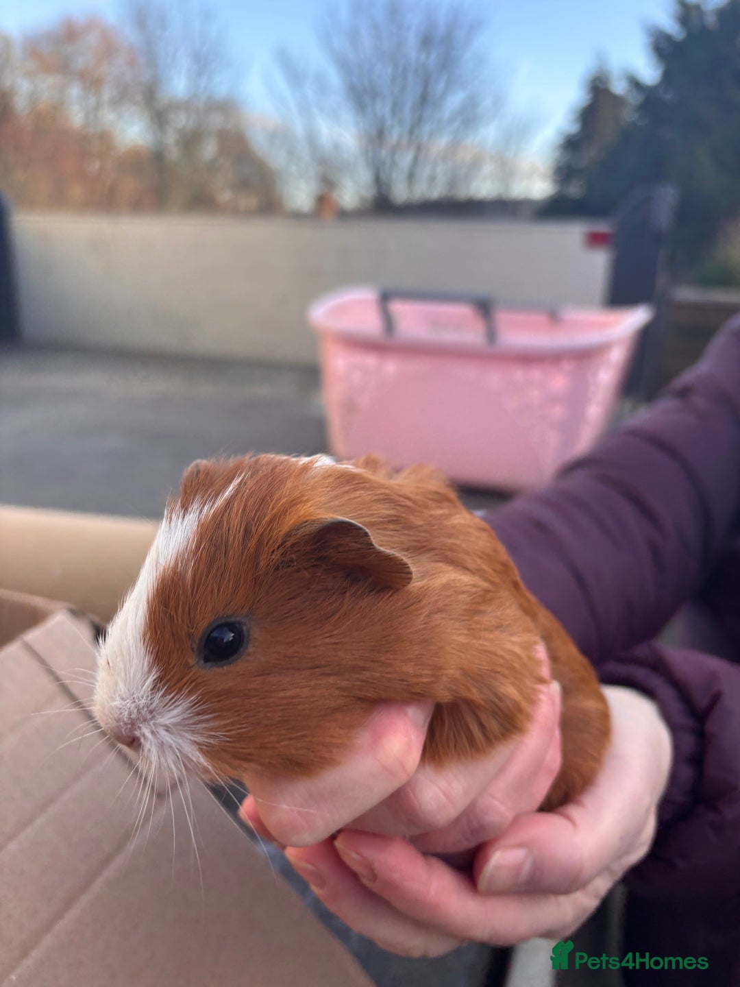Guinea Pig rodents for sale: Guinea Pigs - Advert 3