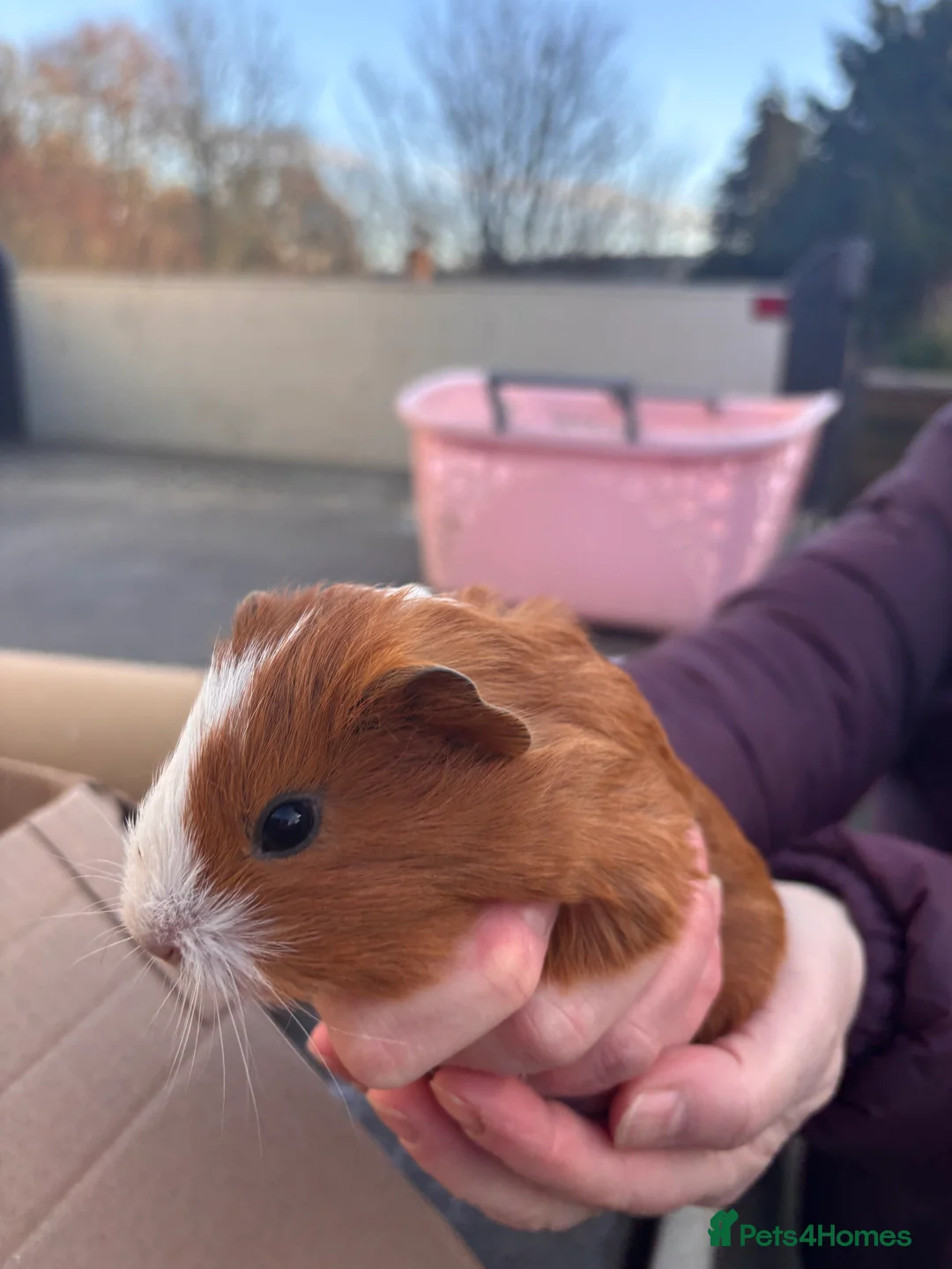 Guinea Pig rodents for sale: Guinea Pigs - Advert 3