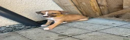Mixed Breed dogs for sale: Beautiful Whippet/Greyhound Puppies - Advert 5