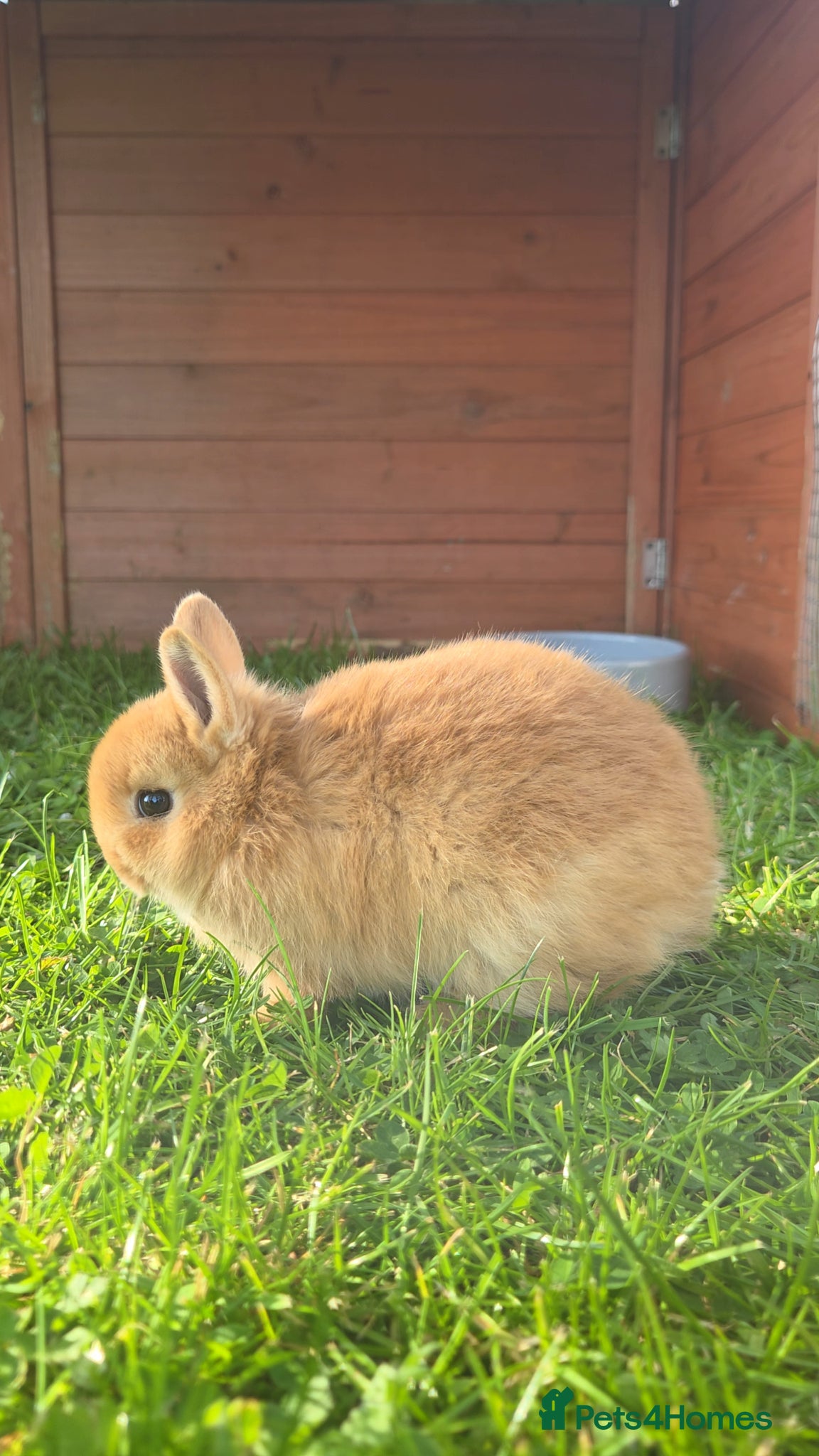 Netherland Dwarf rabbits Purebred Netherland Dwarf - Advert 13