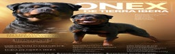 Rottweiler dogs for stud: Onex de Tierra Ibera available for stud in Newark - Advert 1