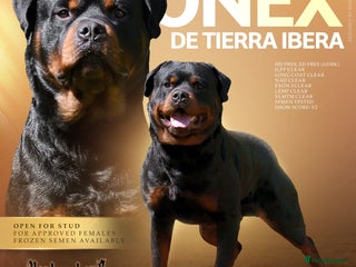 Rottweiler dogs in Newark - Advert 32
