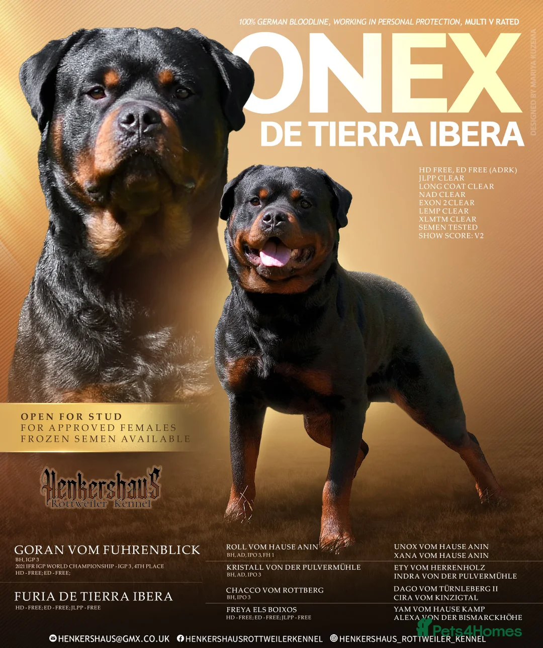 Rottweiler dogs for stud: Onex de Tierra Ibera available for stud in Newark - Advert 1