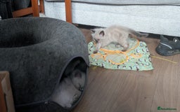 Ragdoll cats for sale: 5 Ragdoll Kittens for Sale - Image 23