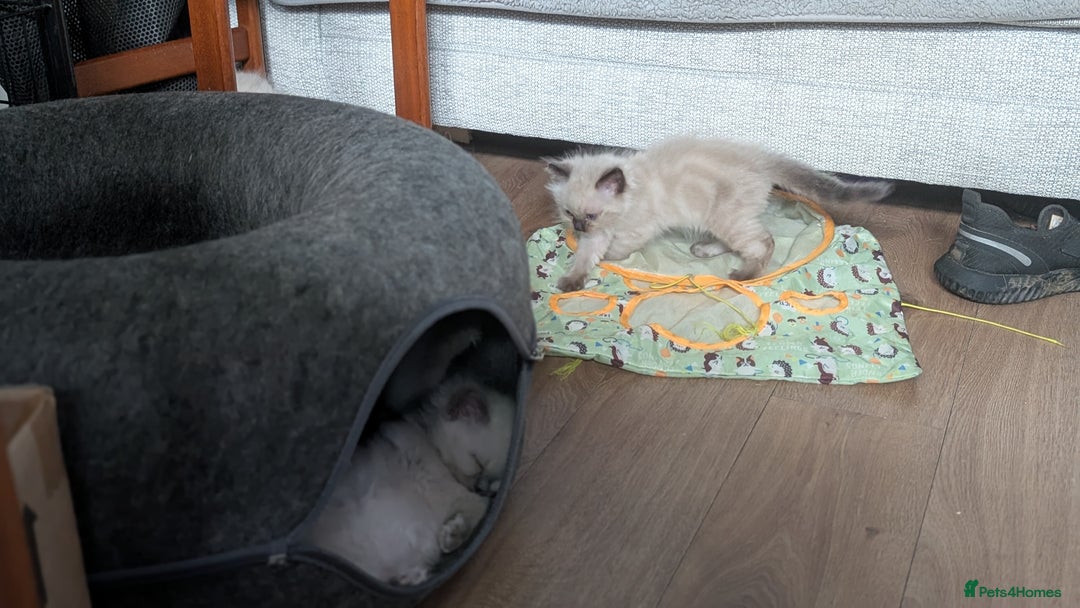 Ragdoll cats for sale: 5 Ragdoll Kittens for Sale - Image 23
