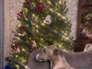 Whippet dogs Kc whippets - Advert 4