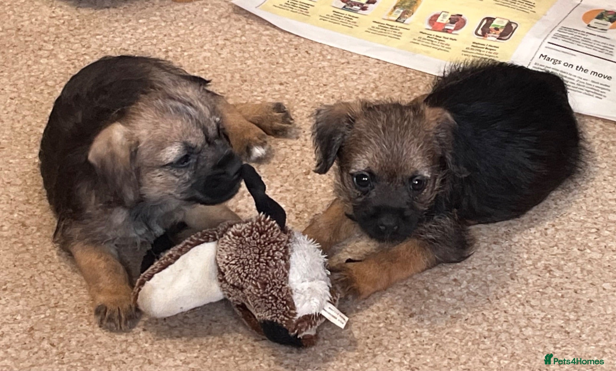 Border Terrier dogs Border terrier girls  - Advert 3