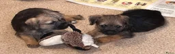 Border Terrier dogs for sale: Border terrier girls  - Advert 6