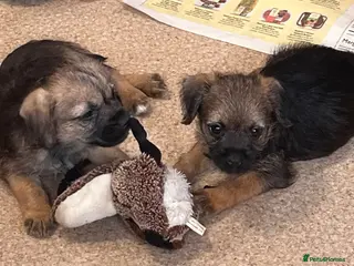 Border Terrier dogs Border terrier girls - Advert 3