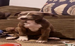 Mixed Breed dogs for sale: Blue and blue brindle staffy x bulldog  - Image 9