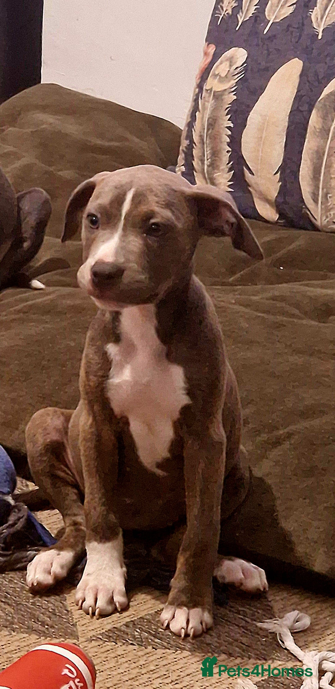 Mixed Breed dogs for sale: Blue and blue brindle staffy x bulldog  - Image 9