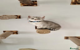 British Shorthair cats for sale: 2 male available TICA register Active British sh - Image 7