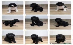 Labradoodle dogs for sale: Gorgeous Labradoodle Babies  - Image 1
