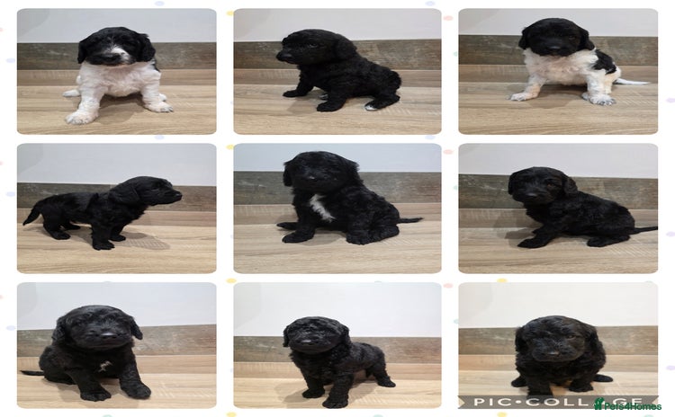 Labradoodle dogs - Advert 1