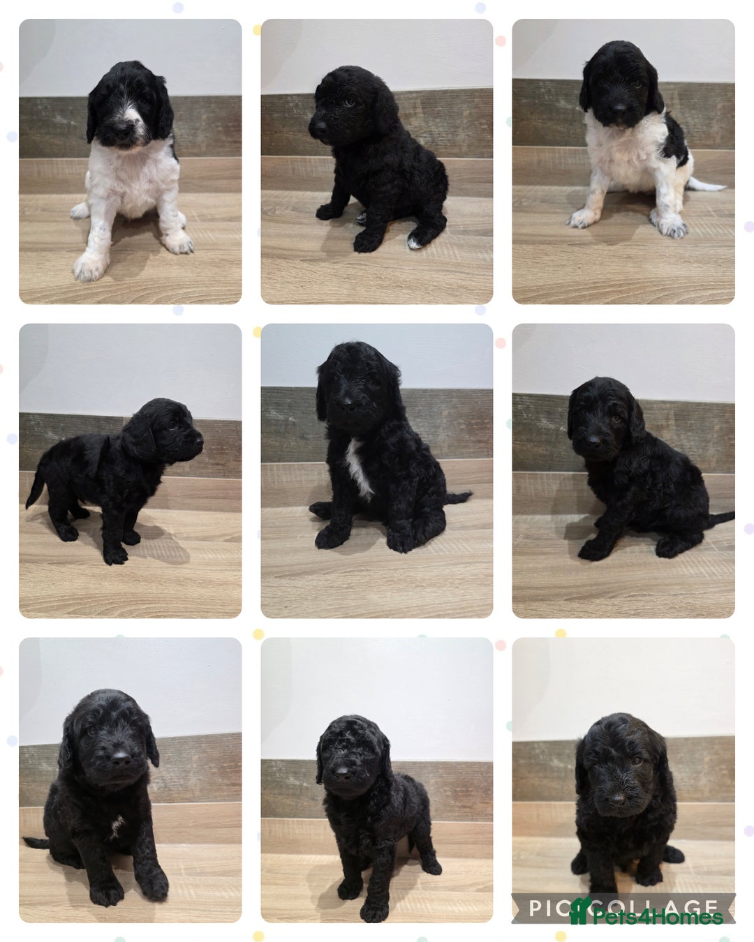 Labradoodle dogs for sale: Gorgeous Labradoodle Babies  - Image 1