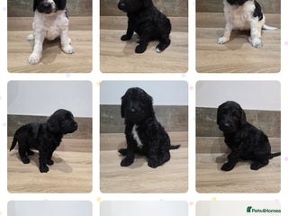 Labradoodle dogs - Advert 4