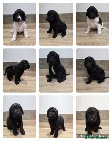 Labradoodle dogs - Advert 10