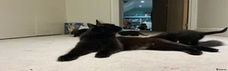 Maine Coon cats for sale: Part Maine coon kittens  - Advert 9