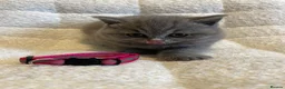 British Shorthair cats for sale: 6 beautiful British shorthair kittens, READY NOW* - Advert 18