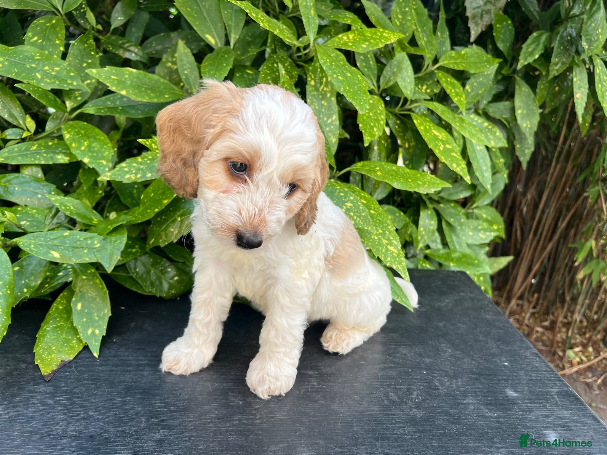 Cockapoo dogs F1 Roan Cockapoo-health tested,full refund guarant - Advert 1