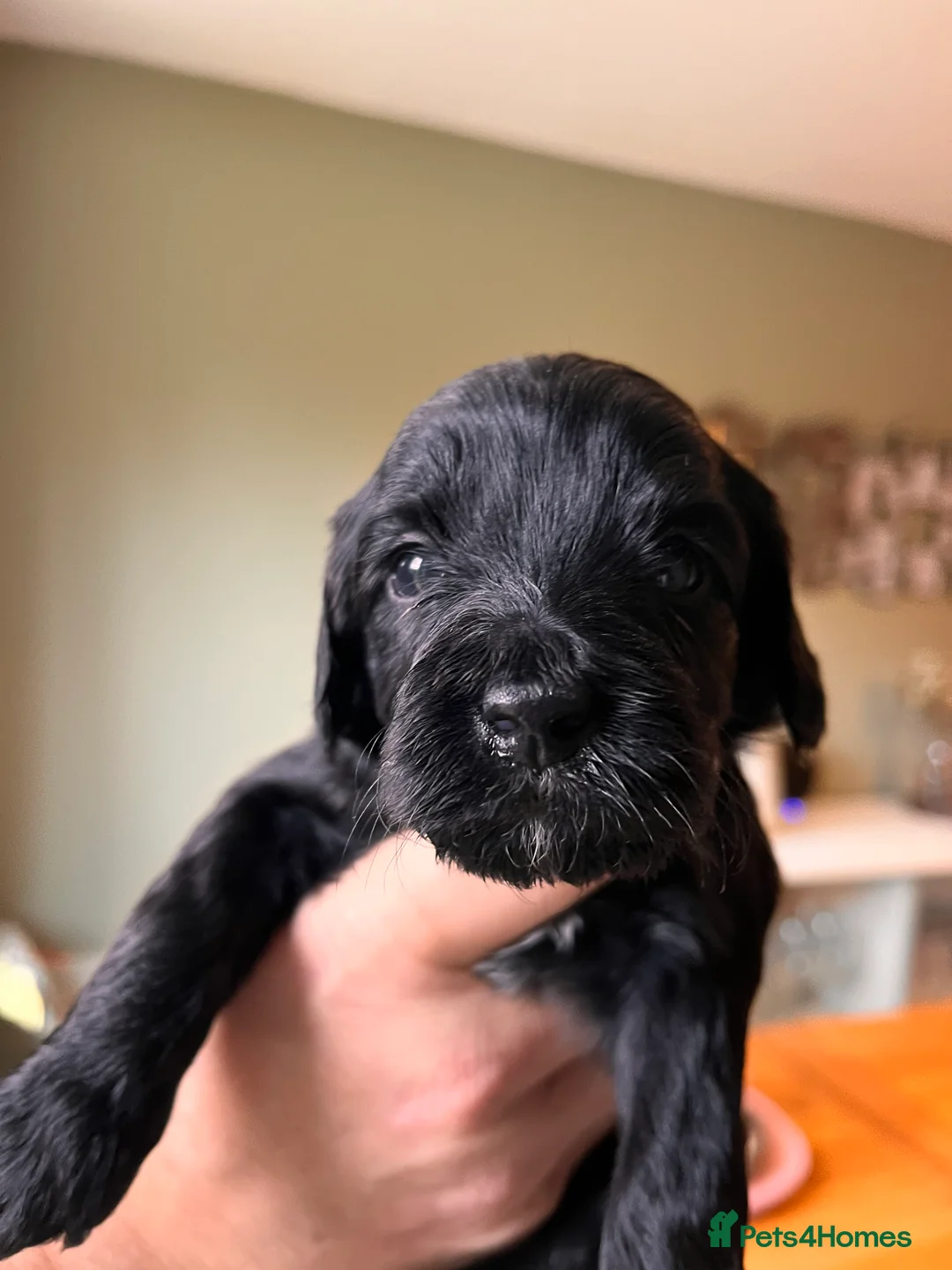 Mixed Breed dogs for sale: Stunning black Australian labradoodle pups - Advert 4