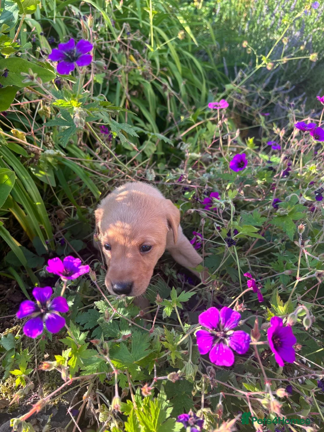 Labrador Retriever dogs for sale: Labrador puppies looking for their new home - Advert 2