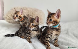 Bengal cats for sale: ✨ Bengal TICA Registered kittens Available ✨🐱 - Image 13