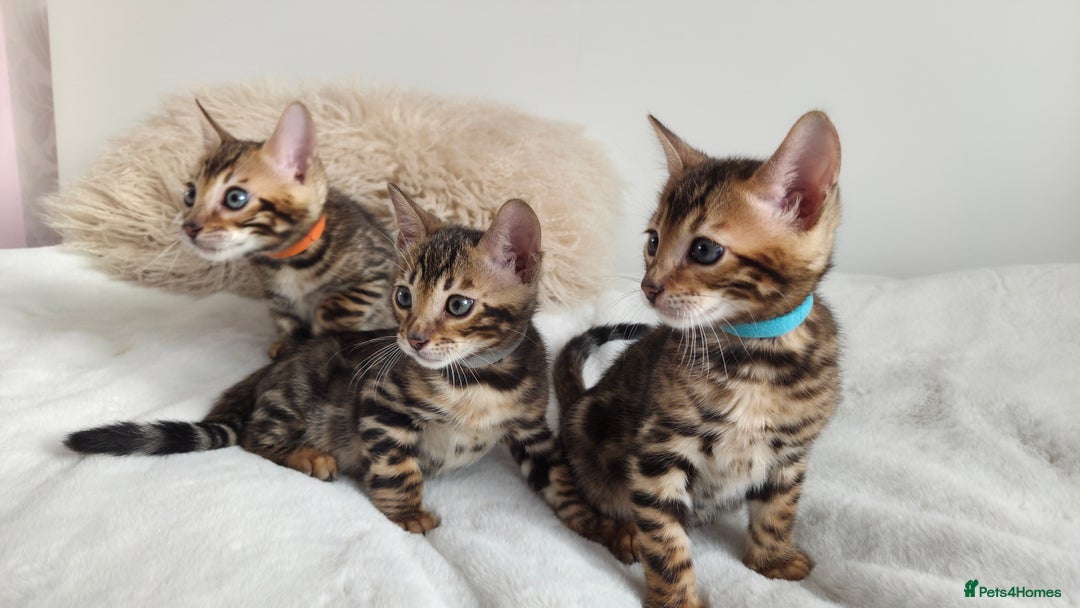 Bengal cats for sale: ✨ Bengal TICA Registered kittens Available ✨🐱 - Image 13