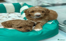 Poochon dogs for sale: 🐾 Adorable Mini Poochon Puppy – Milo 🐾 - Image 11