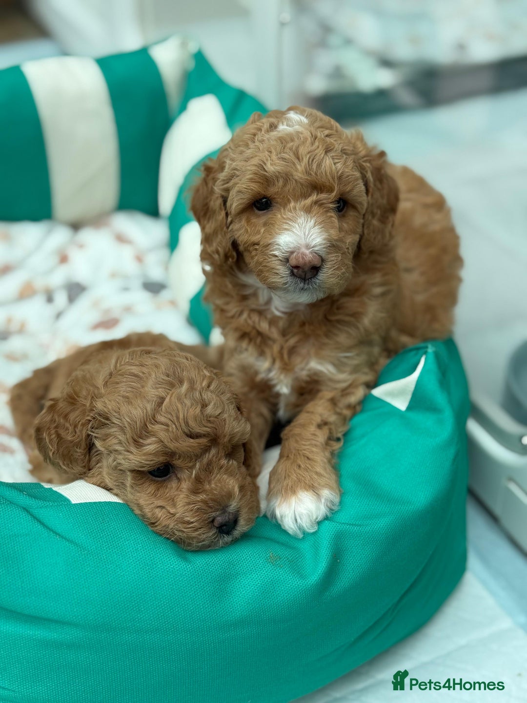 Poochon dogs for sale: 🐾 Adorable Mini Poochon Puppy – Milo 🐾 - Image 11