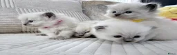 Ragdoll cats for sale: Blue Point Ragdoll Kittens for sale - Advert 5