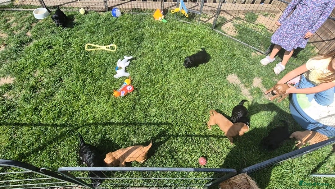 Mixed Breed dogs *only 2 left * Labradoodle Puppies 🐶  - Advert 2