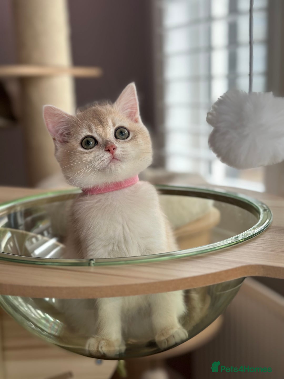 British Shorthair cats for sale: ‼️READY NOW‼️ 2 kittens left  - Advert 18