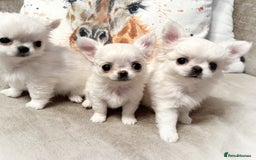 Chihuahua dogs for sale: KC qulity LC cream/white chihuahua puppies  - Image 1