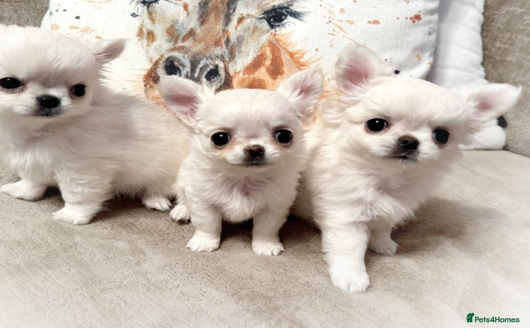 Chihuahua dogs - Advert 1