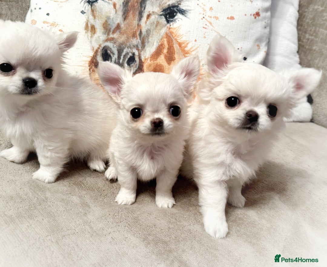 Chihuahua dogs for sale: KC qulity LC cream/white chihuahua puppies  - Image 1