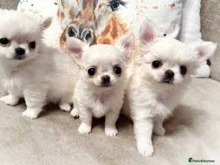 Chihuahua dogs - Advert 37