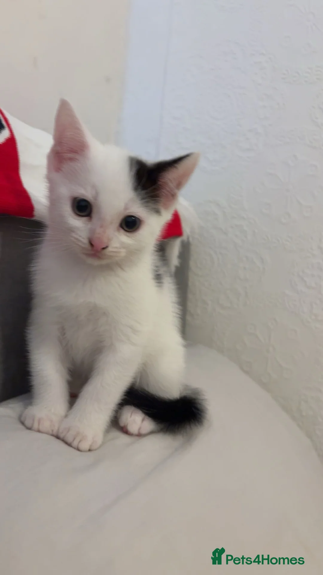 Mixed Breed cats for sale: Kittens for sale in London - Advert 2