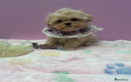 Maltipoo dogs for sale: Luxury Korean F1b maltipoos 😍🐶🐾 - Image 24