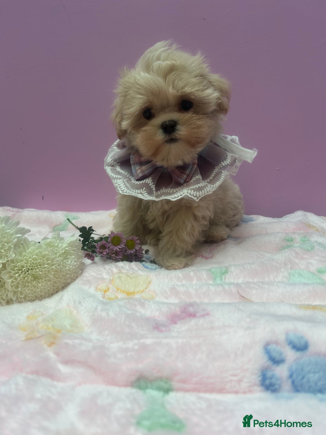 Maltipoo dogs for sale: Luxury Korean F1b maltipoos 😍🐶🐾 - Image 24