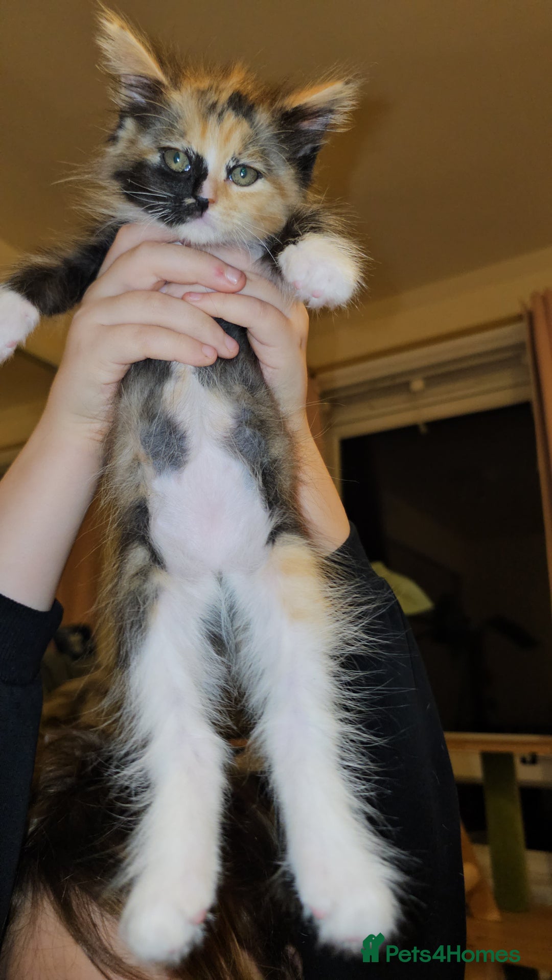 Mixed Breed cats for sale: Maine coon crossed ragdoll kitten female  - Advert 2