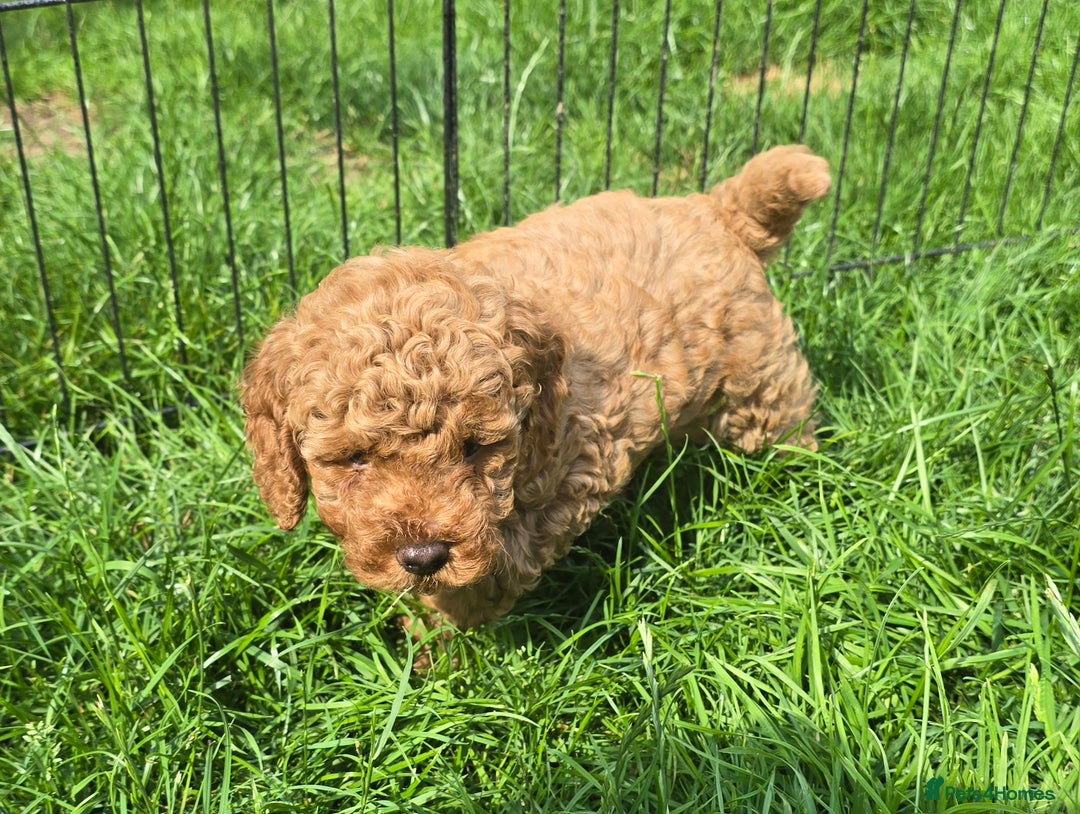 Toy Poodle dogs for sale: Fox Red poodle puppies  - Image 13