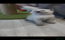 British Shorthair cats for sale: Exceptional GCCF Colourpointed British shorthaired in Ingatestone - Image 13