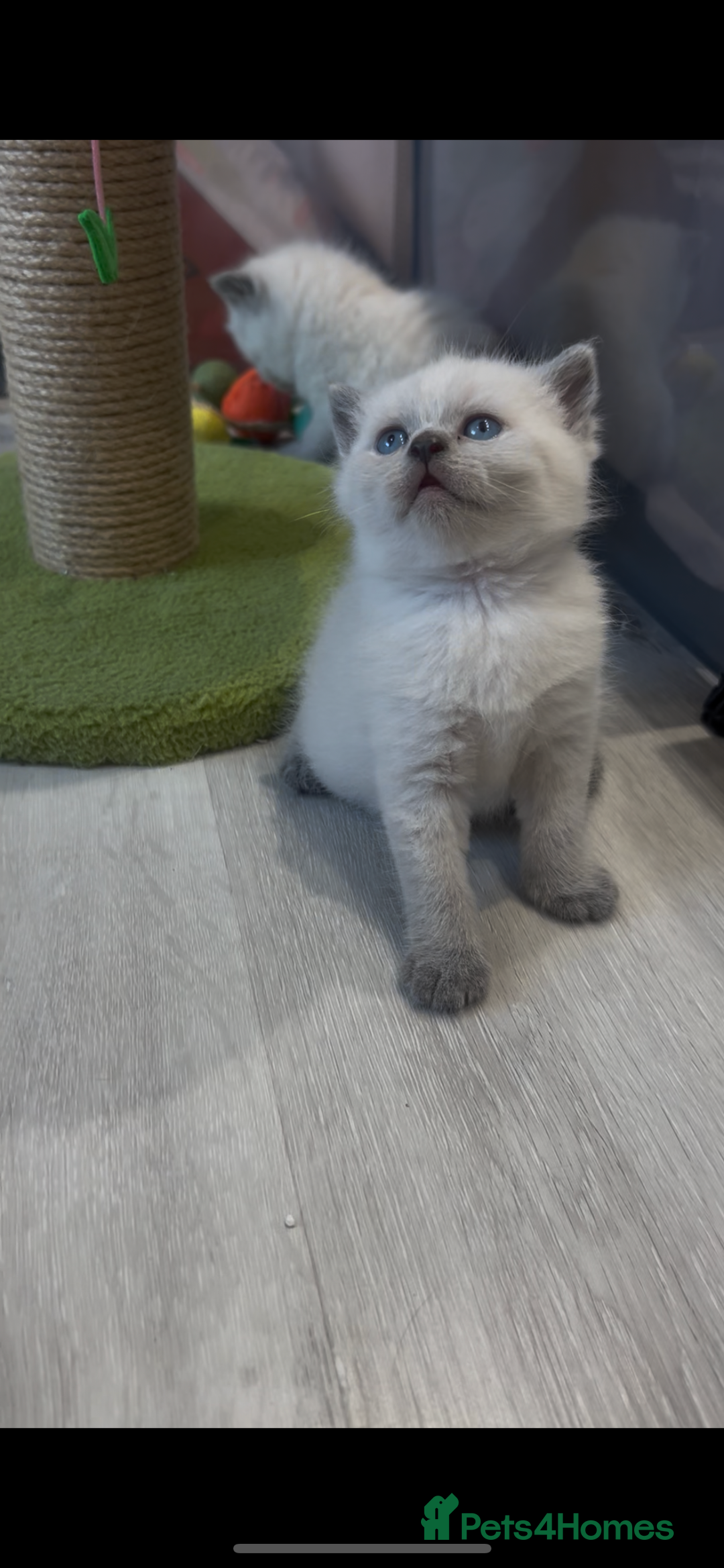 British Shorthair cats for sale: Exceptional GCCF Colourpointed British shorthaired in Ingatestone - Image 13