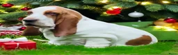 Basset Hound dogs for sale: Basset hound amazing couple  - Advert 26