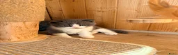 British Shorthair cats for sale: 3 British shorthair kittens - Advert 11