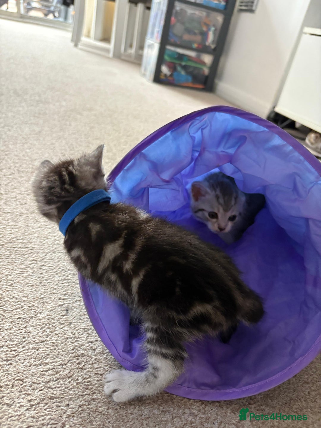 Mixed Breed cats for sale: 5 ADORABLE KITTENS 🐈1M/4F Ready For Reservation😺 - Image 16